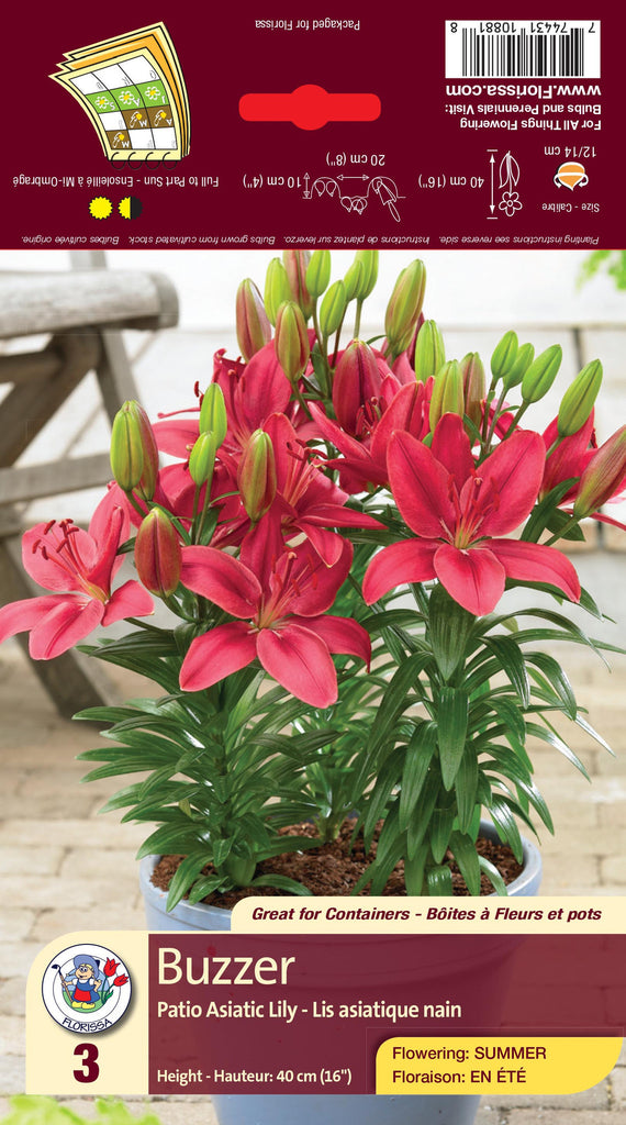 asiatic patio lily buzzer Lily - Patio Asiatic