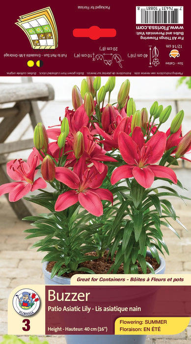 asiatic lily buzzer Lily - Patio Asiatic