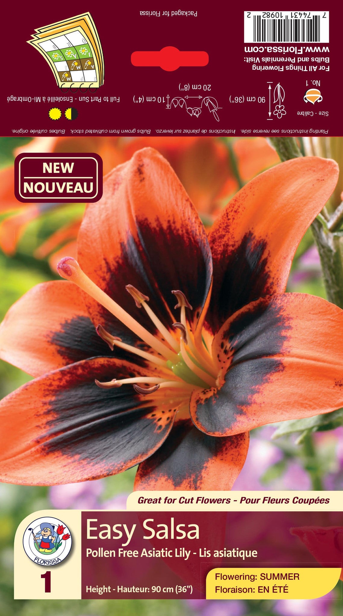 easy samba asiatic lily Lily - Asiatic