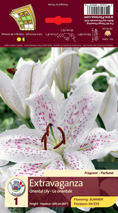 Lily - Oriental - Extravaganza