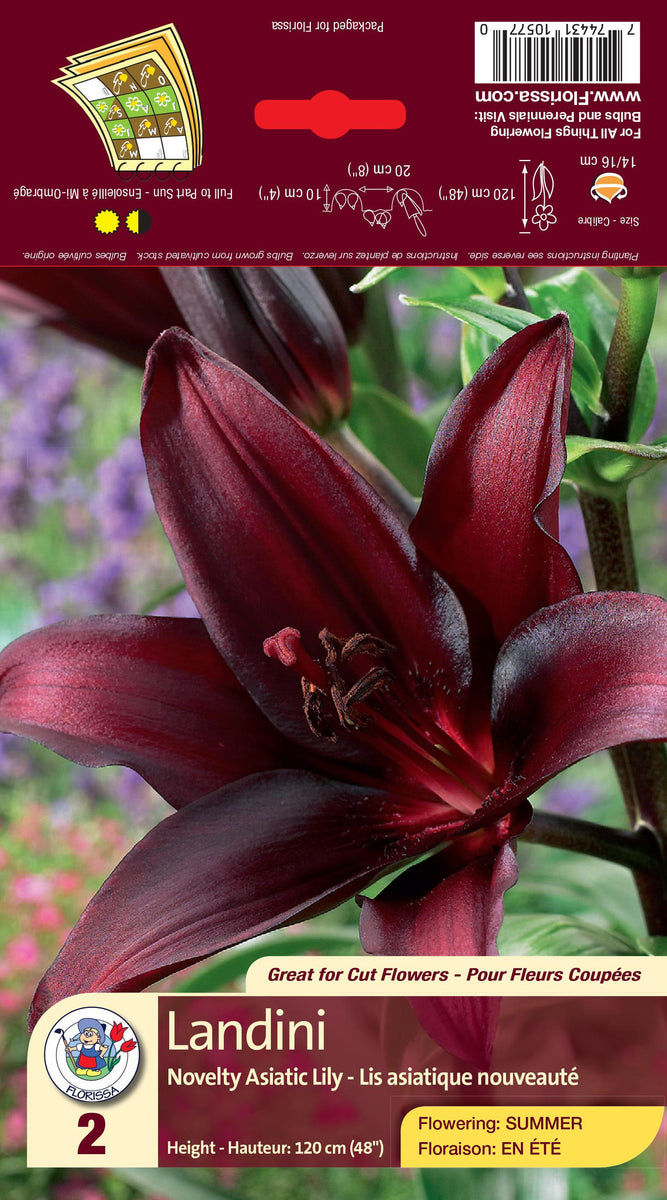 Lily Asiatic