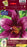 Lily - Oriental x Trumpet- Purple Prince