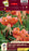 Lily - Tiger - Tigrinum Splendens
