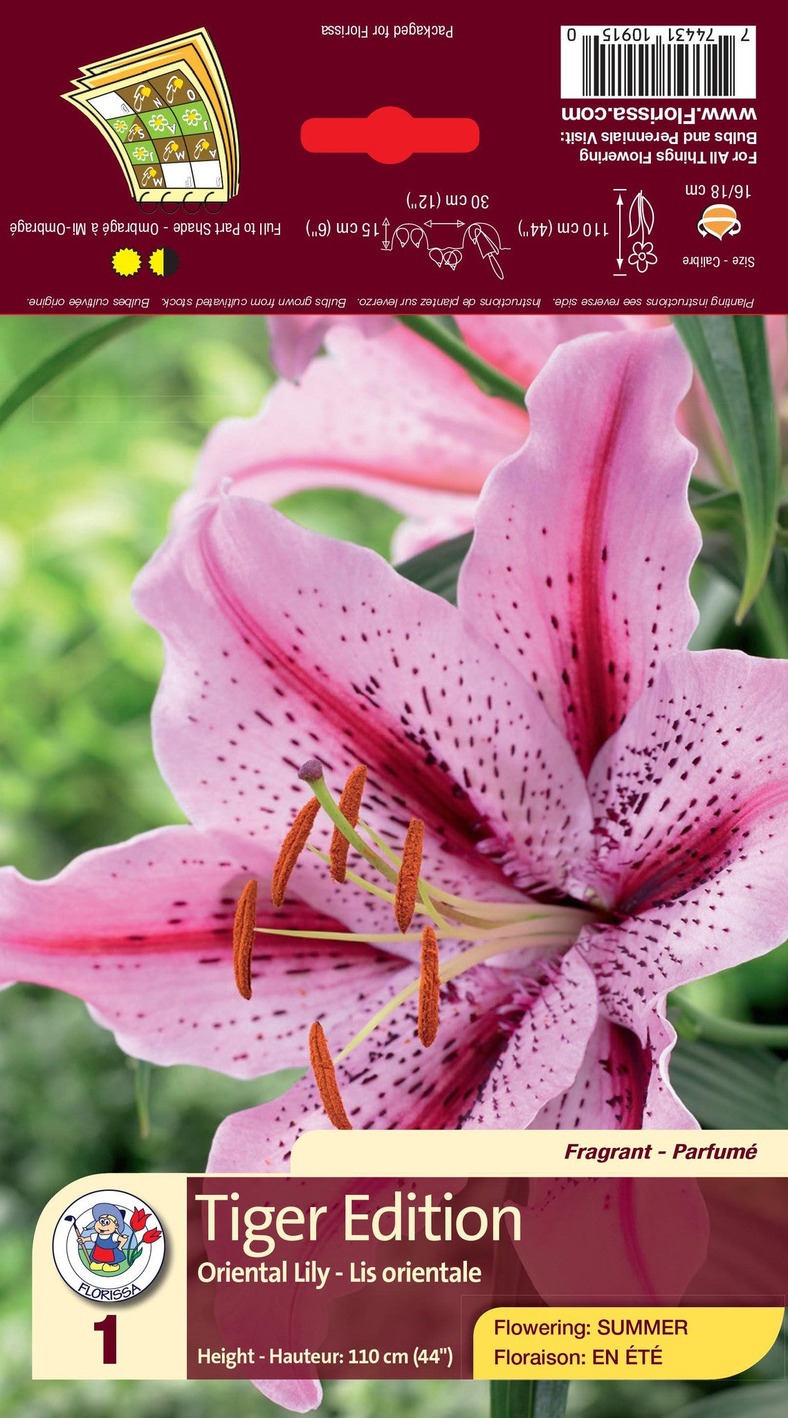 Lily - Oriental - Tiger Edition — Dutch Growers Regina