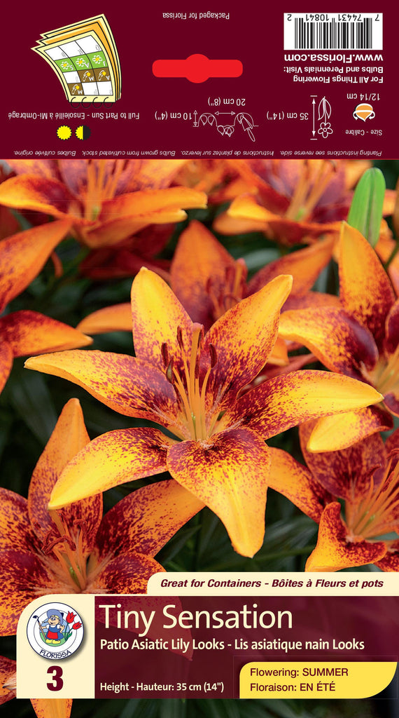 tiny orange sensation asiatic lily Lily - Patio Asiatic