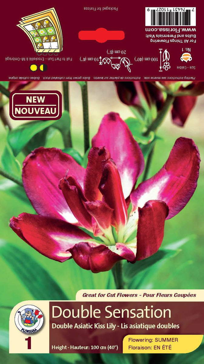 double sensation asiatic lily Lily - Double Asiatic Kiss