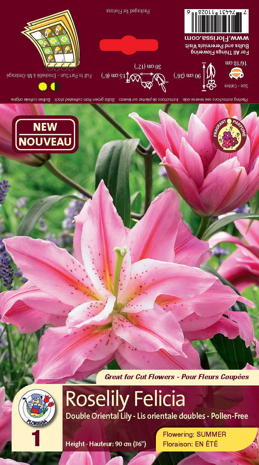 Lily - Double Oriental - Roselily Felicia — Dutch Growers Regina