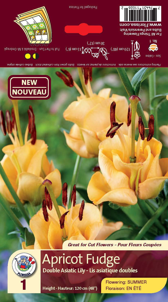 asiatic lily apricot fudge Lily - Double Asiatic