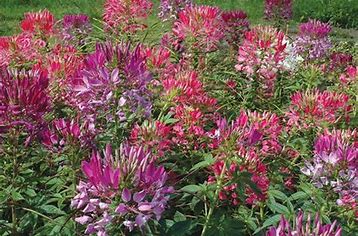 Cleome- Seed Packet