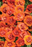 Calibrachoa Superbells Double Orange