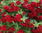 Calibrachoa Superbells Double Ruby