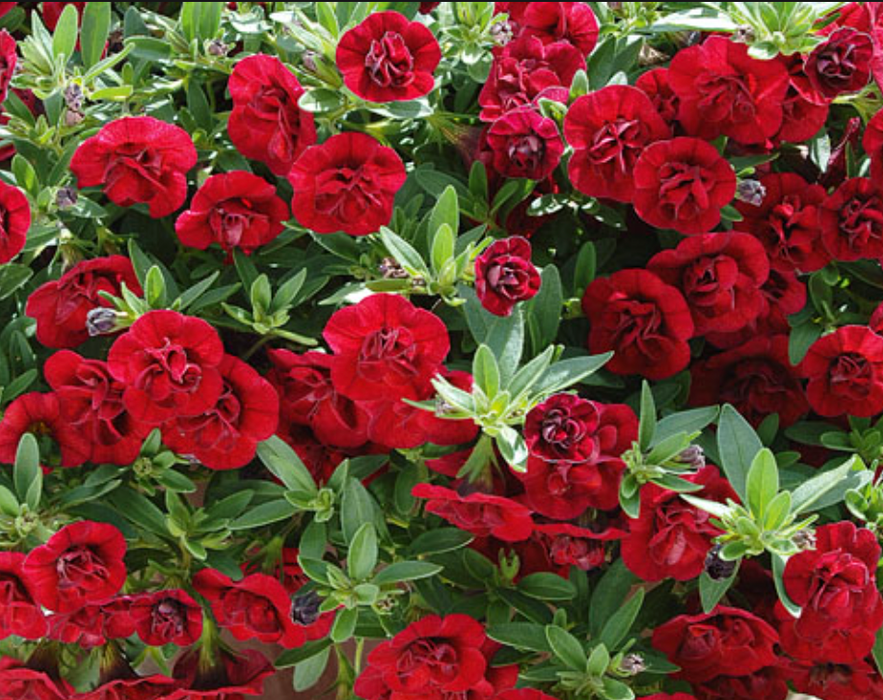 Calibrachoa Superbells Double Ruby