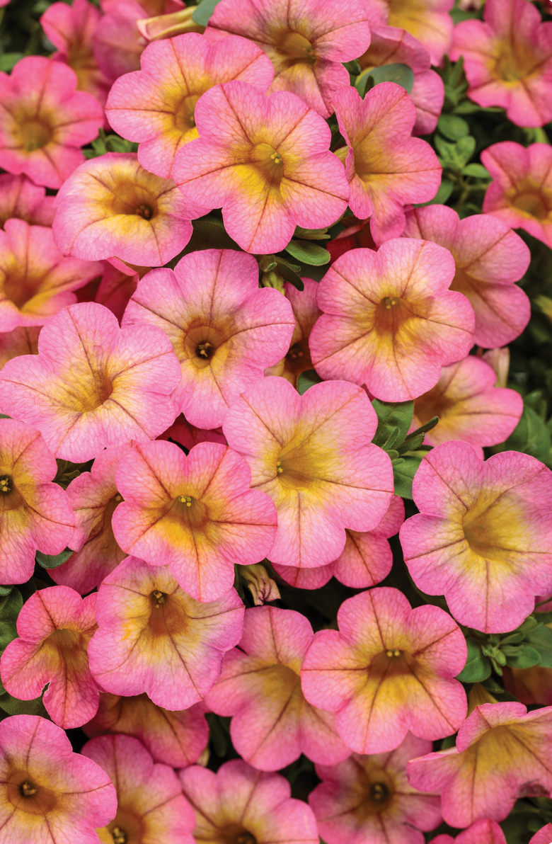 Calibrachoa Superbells Honeyberry — Dutch Growers Regina