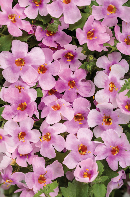 Bacopa Snowstorm Pink