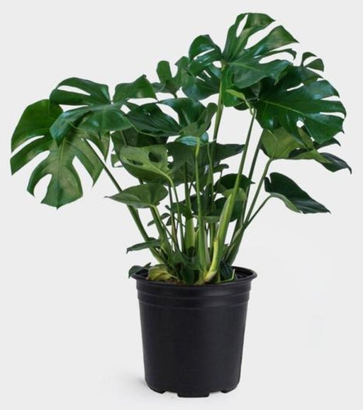 Philodendron monstera - Swiss Cheese Plant
