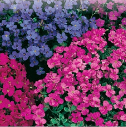 Aubretia Audrey Red and Purple Mix