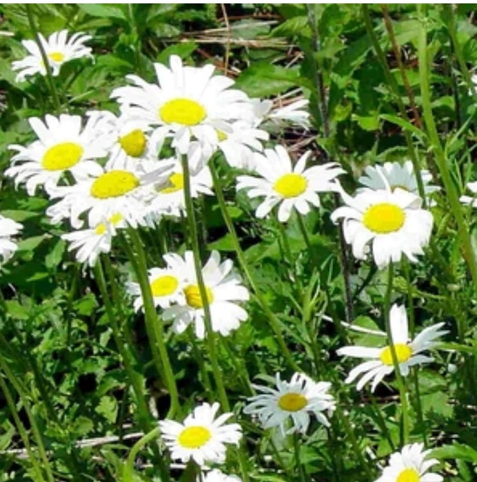 Daisy seeds - Seed Packet