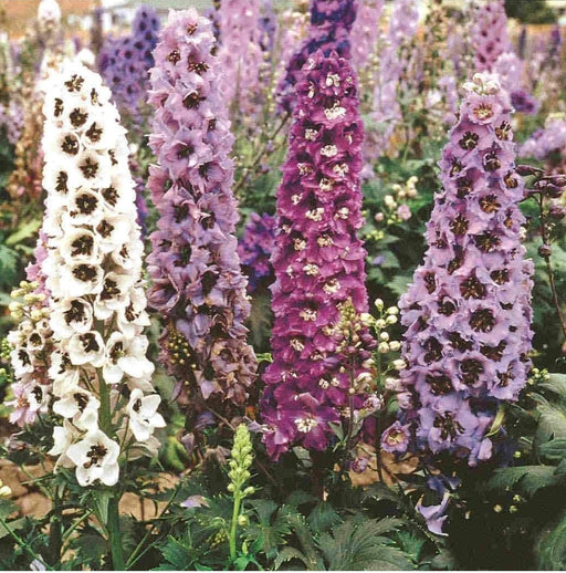 Delphinium Pacific Giants Mix - Seed Packet