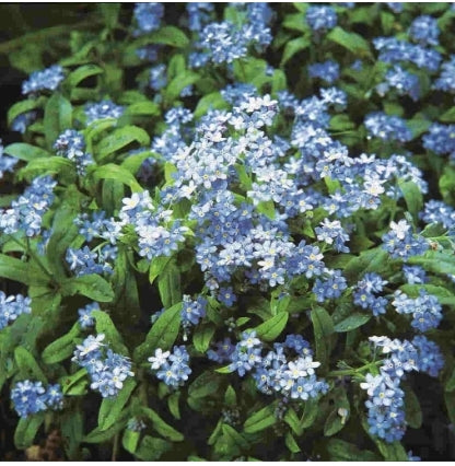 Forget-Me-Not Cynoglossum - Seed Packet- Sarah Raven