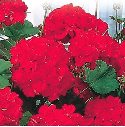 Geranium Red Zonale F1 - Seed Packet