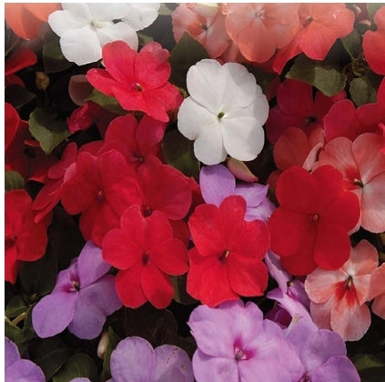 Impatiens Tropical Fizz Hybrid - Seed Packet