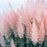 Seed Pampas Grass Pink OG