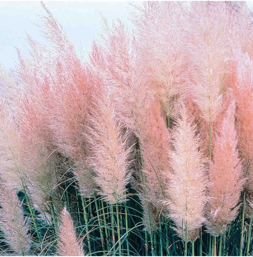 thumbnail image 2 of 2,000 Seeds Pink & White Pampas Grass Combo Pack – USA Home Grown – Full Sun Ornamental 2 of 5
