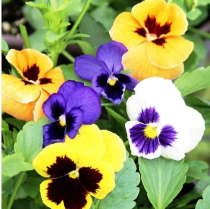 Pansy Show Swiss Giant - Seed Packet