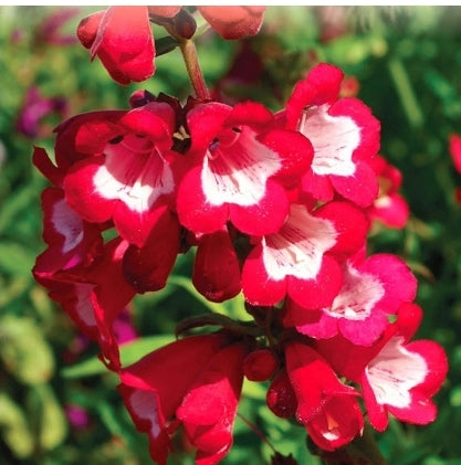 Penstemon Sensation Scarlet - Seed Packet