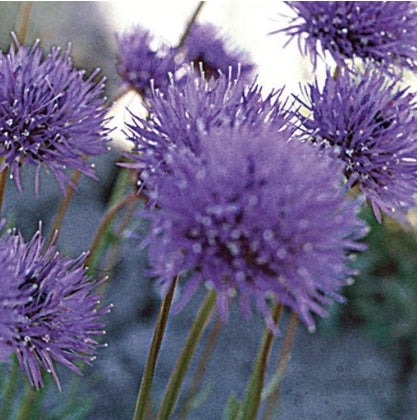 Scabiosa Shepherd's - Seed Packet