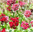 Sweet William Mixed Colours - Seed Packet