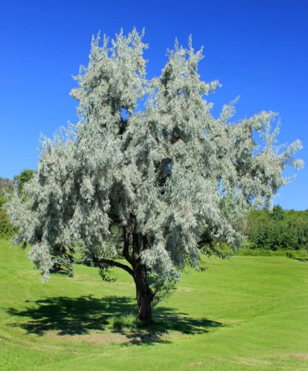 Olive Russian 5 — Dutch Growers Regina