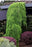 Larch Trees - Larix
