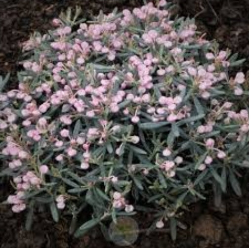 Bog Rosemary Shrub - Andromeda polifolia — Dutch Growers Regina