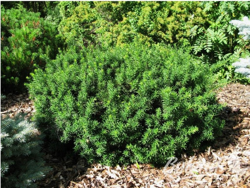 Morden Yew - Taxus