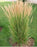 Karl Foerster Feather Reed Grass - Calamagrostis acutiflora