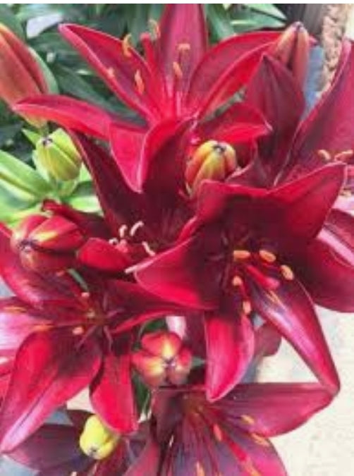 Asiatic Pot Lilies - Lilium