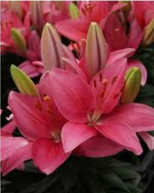 Asiatic Pot Lilies - Lilium