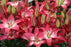 Perennial Lilies