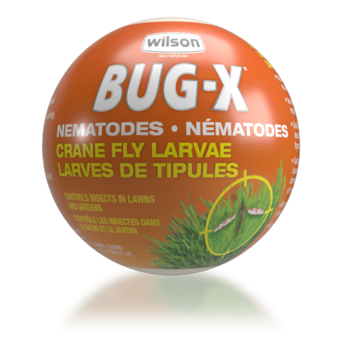 Leather Jacket Bug X Nematode — Dutch Growers Regina