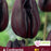 Tulip Continental