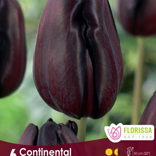 Tulip Continental