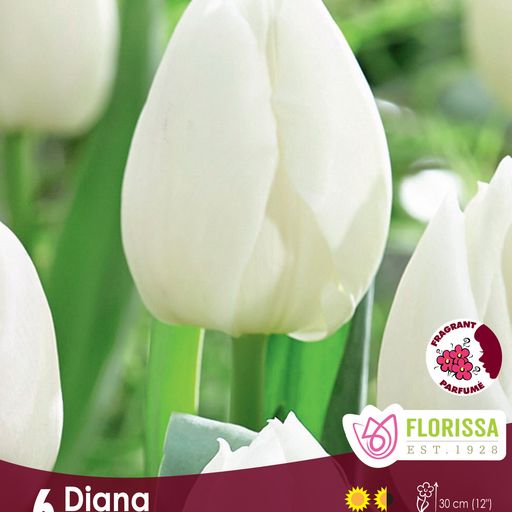 Tulip Diana