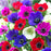 Anemone De Caen Mix - 10 Pack