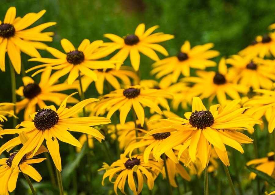 Seed Packets, Black-Eyed Susan.
