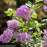 Bloomerag Lilac