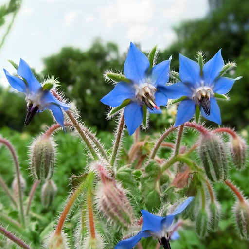 Seed Packets, Borage.