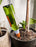 Terracotta Self-Watering Plant Spikes | Multicolor