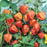 Chinese Lantern seeds - seed packets