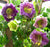 Cobaea Scandens seeds - seed packets
